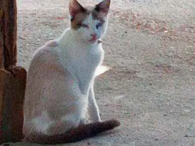 Gato ra a Nd idade 2 anos nome Chantily