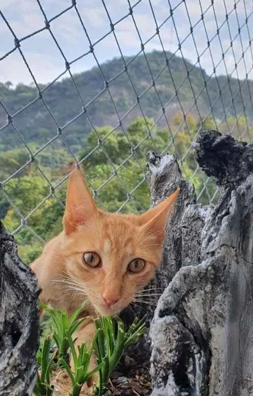 Gato ra a Srd idade 2 a 6 meses nome Bob