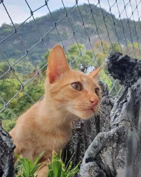 Gato ra a Srd idade 2 a 6 meses nome Bob