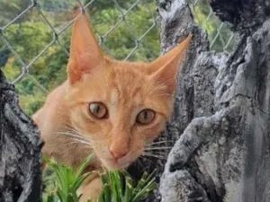 Gato raça Srd idade 2 a 6 meses nome Bob