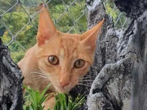 Gato ra a Srd idade 2 a 6 meses nome Bob