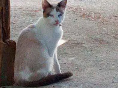Gato ra a Nd idade 2 anos nome Chantily
