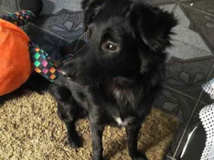 Cachorro raça SRD idade 2 a 6 meses nome Pantera 