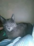 Lulu