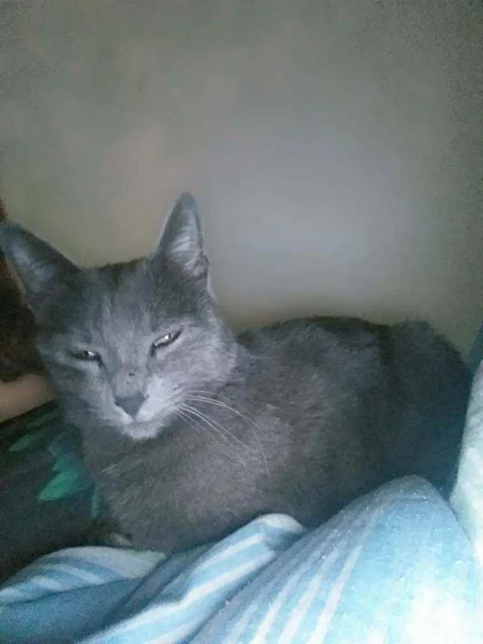 Gato raça Chartreux idade 1 ano nome Lulu