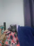 Lulu