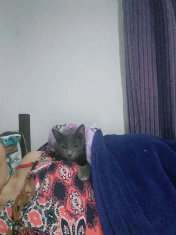 Gato raça Chartreux idade 1 ano nome Lulu