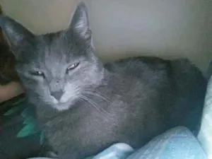 Gato raça Chartreux idade 1 ano nome Lulu