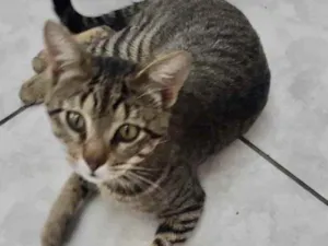 Gato raça SRD idade 2 a 6 meses nome Mimoso 