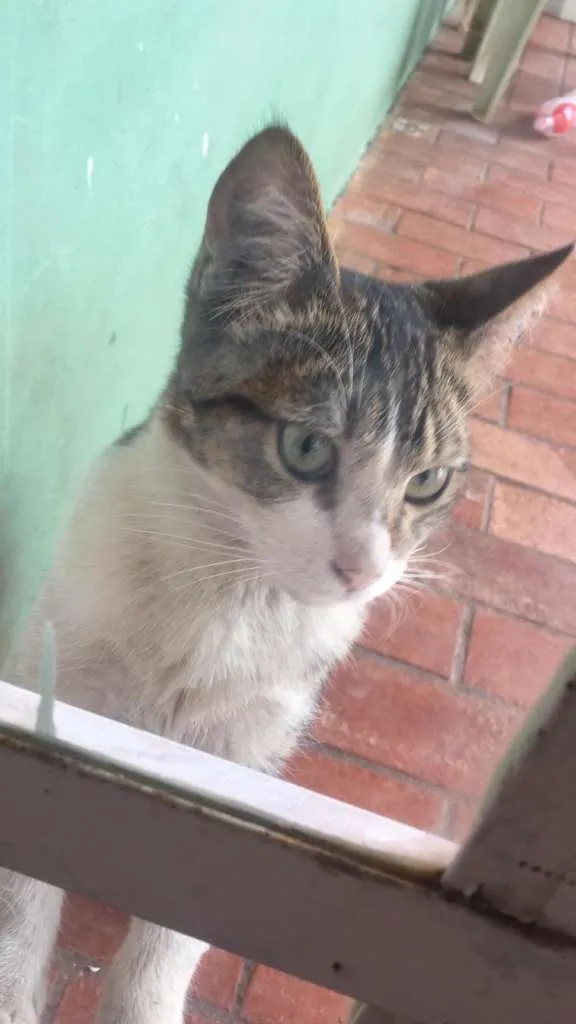 Gato ra a não sei  idade 2 a 6 meses nome não sei 