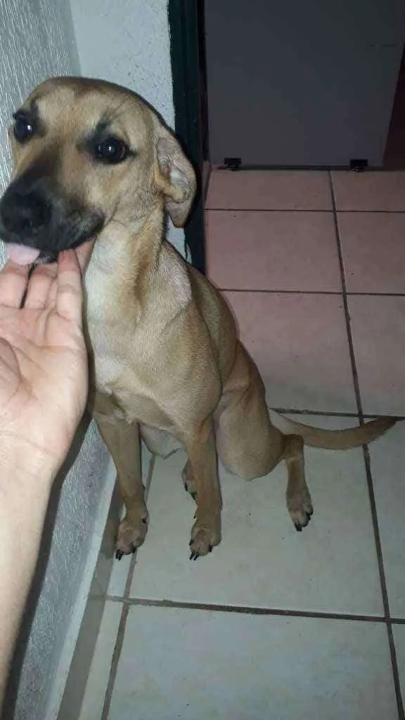 Cachorro ra a Indefinido idade 7 a 11 meses nome Kyra