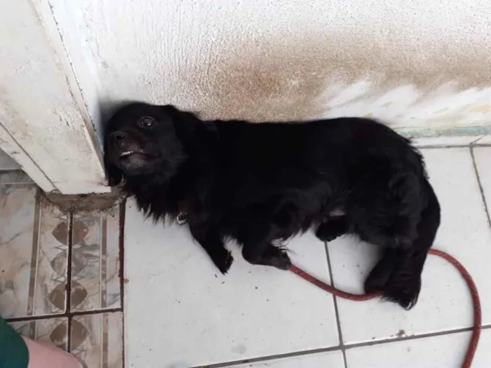 Cachorro ra a Srd  idade 3 anos nome Luck