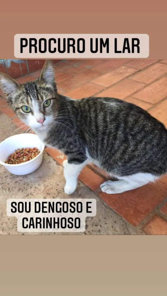 Gato ra a não sei  idade 2 a 6 meses nome não sei 