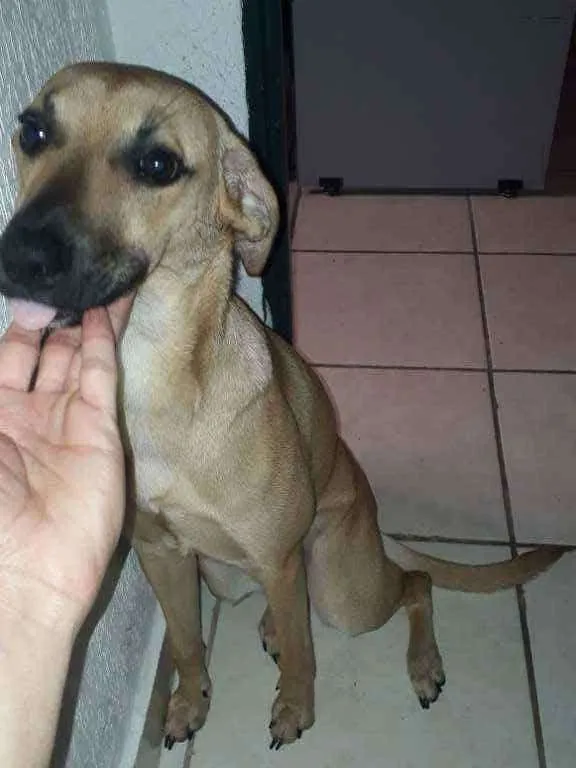 Cachorro ra a Indefinido idade 7 a 11 meses nome Kyra