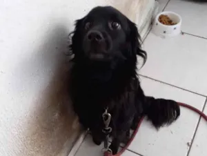 Cachorro raça Srd  idade 3 anos nome Luck