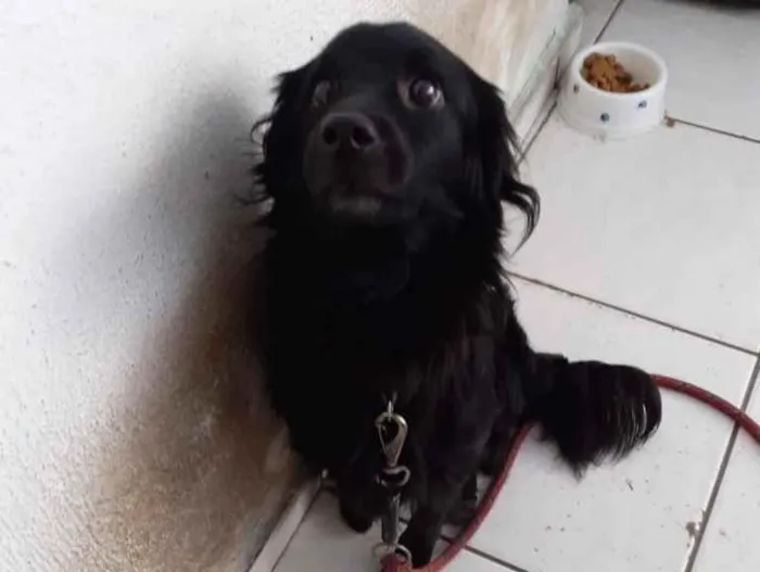 Cachorro ra a Srd  idade 3 anos nome Luck