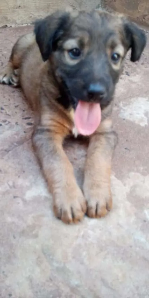 Cachorro raça SRD-ViraLata idade Abaixo de 2 meses nome Sem nome