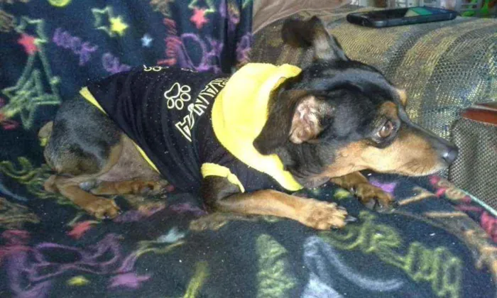 Cachorro ra a Pincher idade 6 ou mais anos nome Scooby