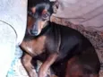 Scooby
