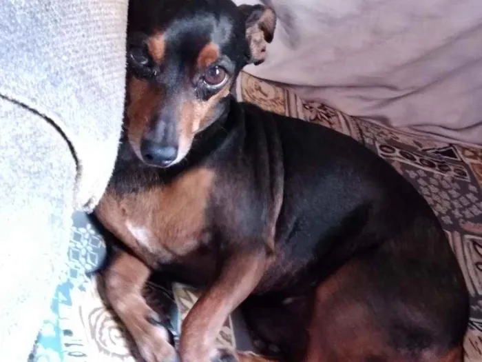 Cachorro ra a Pincher idade 6 ou mais anos nome Scooby