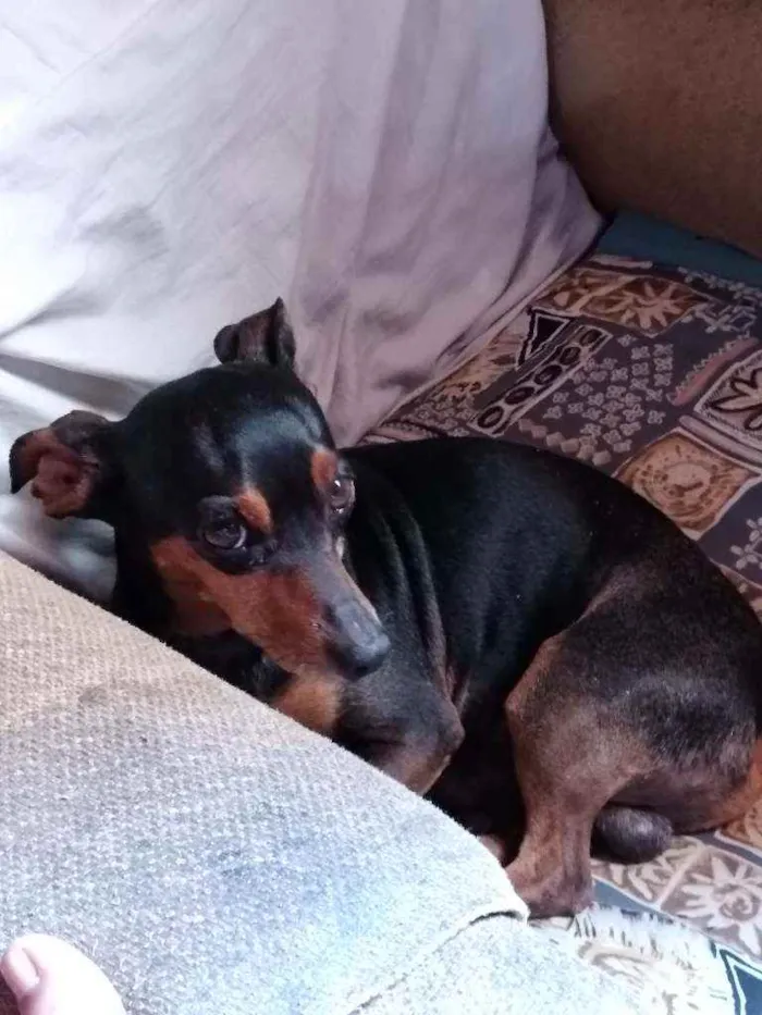 Cachorro ra a Pincher idade 6 ou mais anos nome Scooby