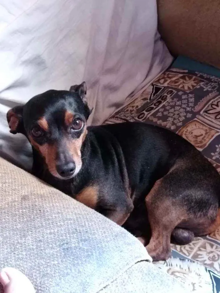 Cachorro ra a Pincher idade 6 ou mais anos nome Scooby