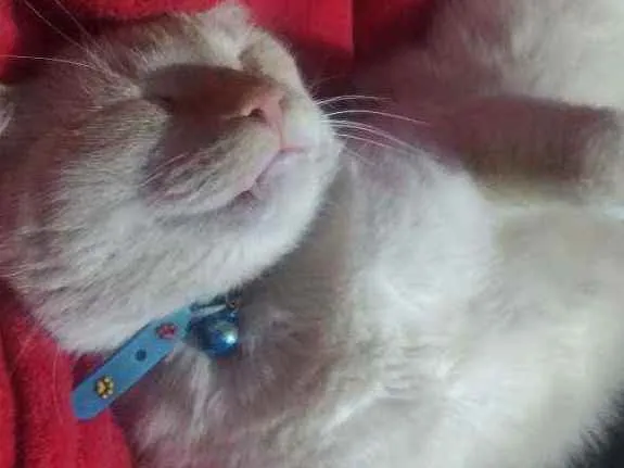 Gato ra a Viralata idade 4 anos nome Floquinho