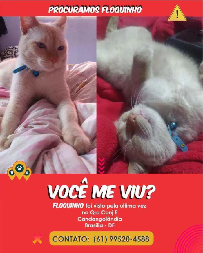 Gato ra a Viralata idade 4 anos nome Floquinho