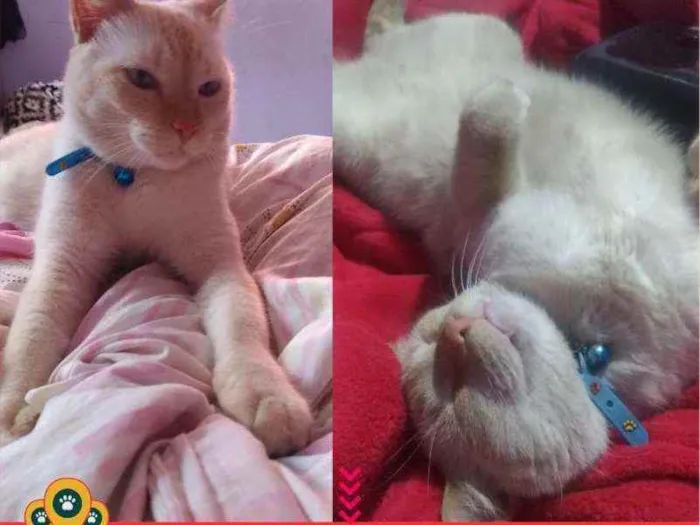 Gato ra a Viralata idade 4 anos nome Floquinho