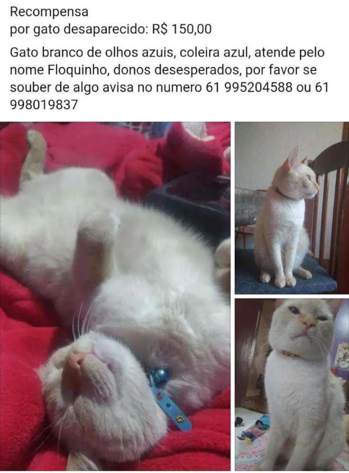 Gato ra a Viralata idade 4 anos nome Floquinho