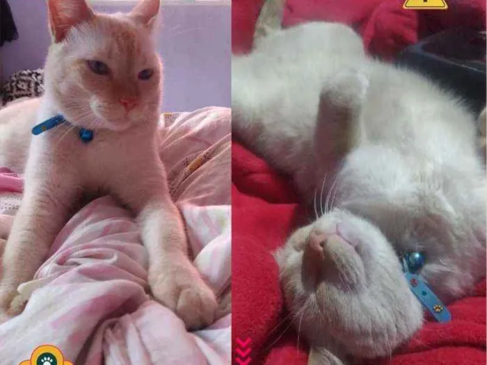 Gato ra a Viralata idade 4 anos nome Floquinho