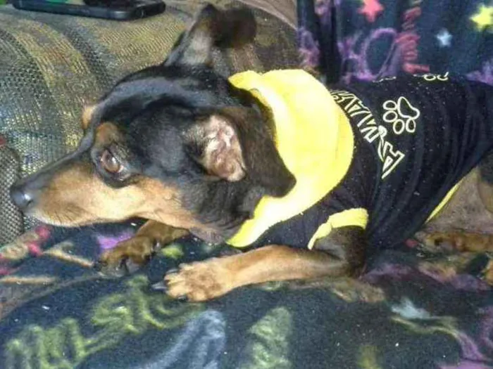 Cachorro ra a Pincher idade 6 ou mais anos nome Scooby