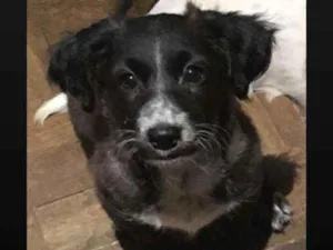Cachorro raça SRD idade 2 a 6 meses nome Pretinha
