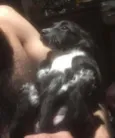 Pretinha
