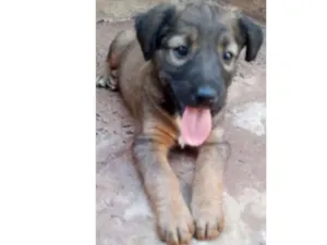 Cachorro raça SRD-ViraLata idade Abaixo de 2 meses nome Sem nome
