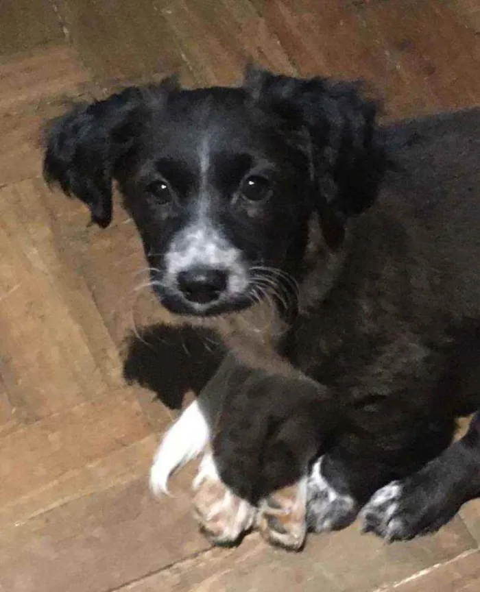 Cachorro raça SRD idade 2 a 6 meses nome Pretinha