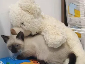 Gato raça srd idade 2 a 6 meses nome Gatinho