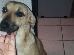 Cachorro raça Indefinido idade 7 a 11 meses nome Kyra