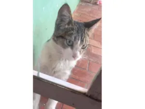 Gato raça não sei  idade 2 a 6 meses nome não sei 