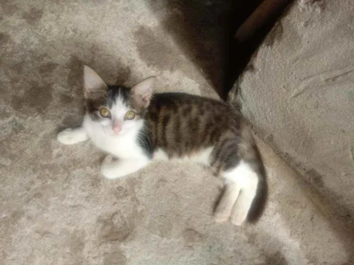 Gato raça Srd idade 2 a 6 meses nome Melissa