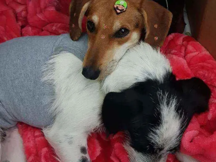 Cachorro raça SRD idade 3 anos nome Panda 