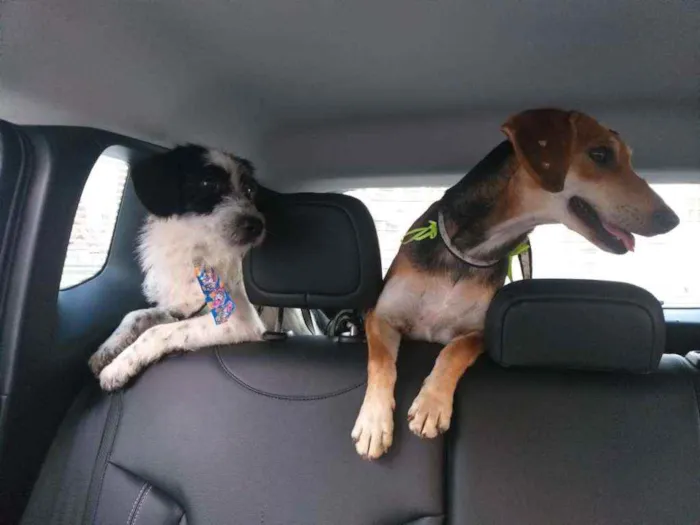 Cachorro raça SRD idade 3 anos nome Panda 