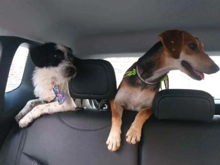 Cachorro raça SRD idade 3 anos nome Panda 