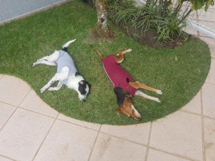 Cachorro raça SRD idade 3 anos nome Nina