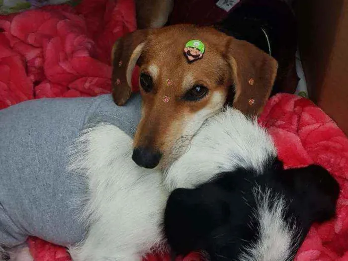 Cachorro raça SRD idade 3 anos nome Nina