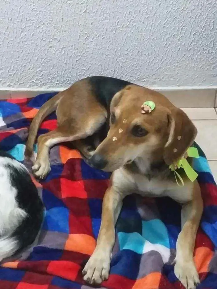 Cachorro raça SRD idade 3 anos nome Nina