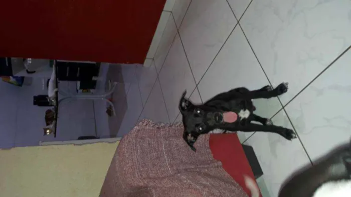 Cachorro ra a SRD idade 2 a 6 meses nome Zé 