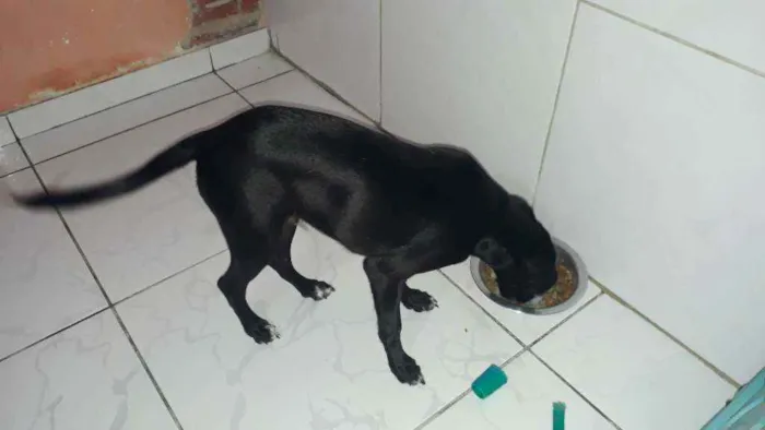 Cachorro ra a SRD idade 2 a 6 meses nome Zé 