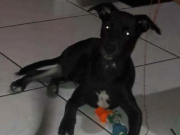 Cachorro ra a SRD idade 2 a 6 meses nome Zé 