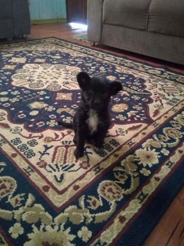 Cachorro raça Vira lata idade 2 a 6 meses nome Nina